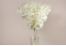 Гортензія молочна (Ivory) букет (16шт) (46см) (С30476)