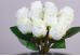 Троянди білі букет (11шт) (28см)
