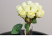Троянди кремові букет (11шт) (28см)