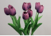 Тюльпани фіолетові букет (9шт) (34см)