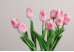 Тюльпани біло-рожеві букет (9шт) (34см)