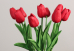 Тюльпани червоні букет (9шт) (34см)
