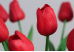 Тюльпани червоні букет (9шт) (34см)