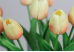 Тюльпани кремові букет (9шт) (34см)
