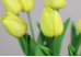 Тюльпани жовті букет (9шт) (34см)