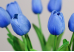 Тюльпани сині букет (9шт) (34см)