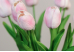 Тюльпани світло-рожеві букет (9шт) (34см)