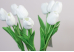 Тюльпани білі букет (9шт) (34см)