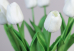 Тюльпани білі букет (9шт) (34см)