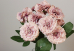 Гвоздика декоративна пудрова букет (9шт) (42см) (С30474)