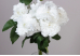Гвоздика декоративна біла букет (9шт) (42см) (С30474)