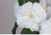 Гвоздика декоративна біла букет (9шт) (42см) (С30474)