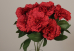 Гвоздика декоративна червона букет (9шт) (42см) (С30474)
